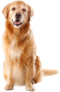 Assurance chien par race