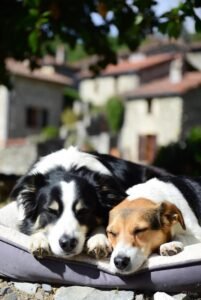 Assurance Responsabilité Civile pour Chien