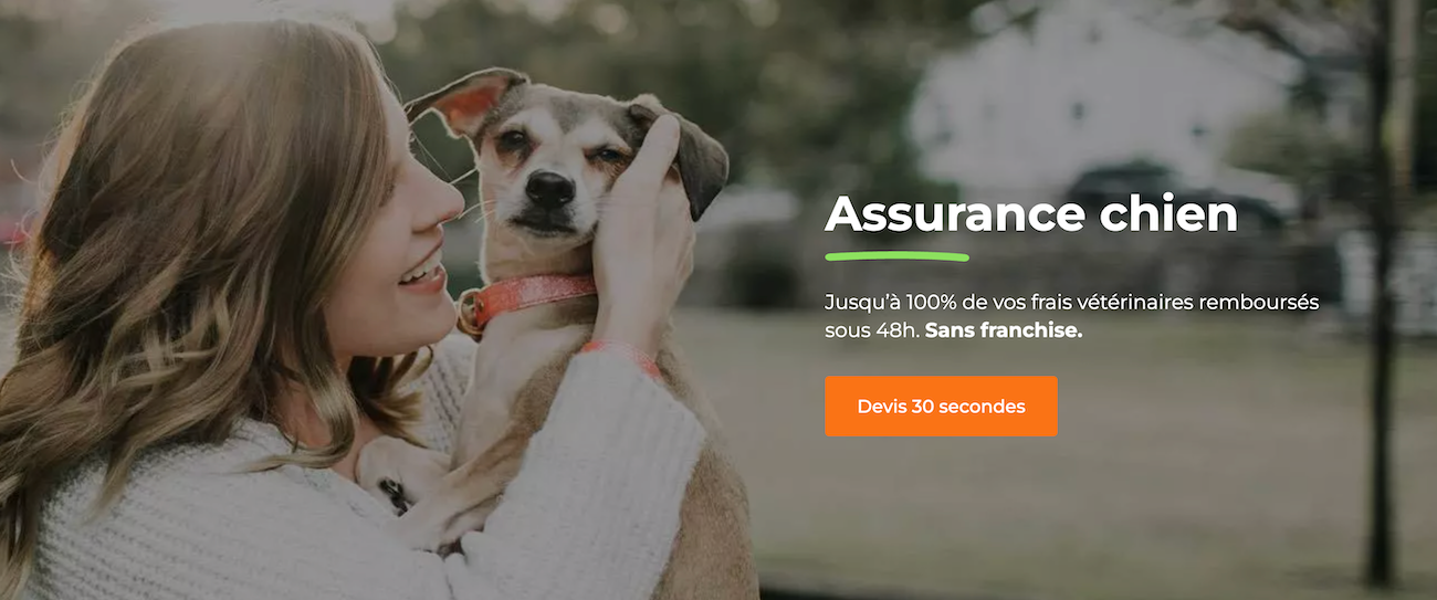 Avis Kozoo Assurance Chien