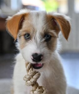 Comment Empêcher un Chiot de Mordiller: Guide Complet et Bienveillant