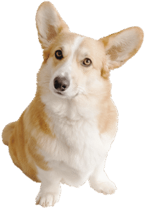 Lassie remboursement