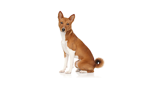 Fidel'Ami Santé Remboursement 2026