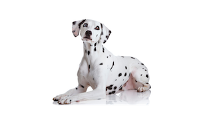 assurance chien 2026 comparatif meilleures mutuelles