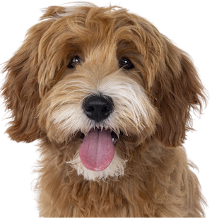 meilleure assurance chien sans franchise 2026 comparatif Kozoo Lassie