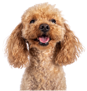 avis meilleure assurance chien 2026 clients