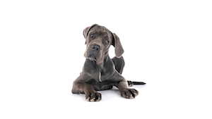 comparatif assurance chien 2026 meilleures mutuelles tarifs