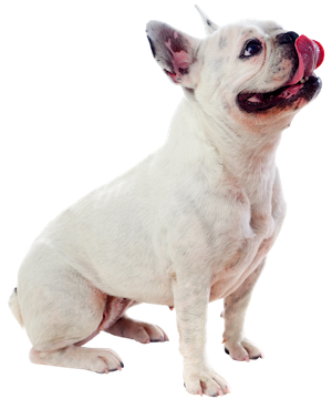 comparatif meilleure mutuelle chien senior 2026 sans franchise