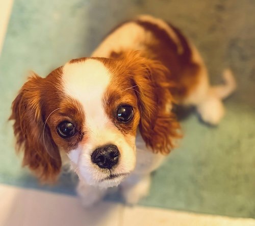 Assurance Cavalier King Charles