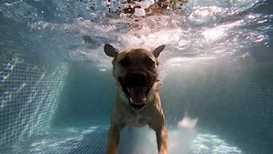 Hydrothérapie pour chien : rééducation en piscine avec gilet de sauvetage, exercice sans impact pour arthrose et récupération post-opératoire