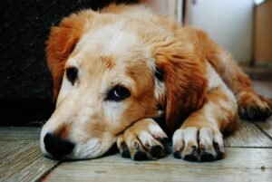 Ostéopathie canine : séance de manipulation douce par un vétérinaire sur un chien adulte pour soulager arthrose et tensions musculaires en 2026