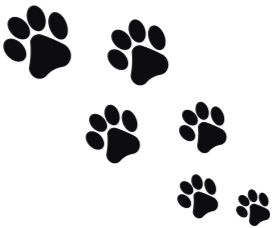 Tableau pack prévention mutuelle chien 2026 Lassie Kozoo SantéVet