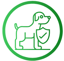 Endocardiose mitrale chez Cavalier King Charles